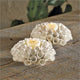 Ceramic Urchin Votive Cup