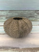 Terraccotta Sea Urchin Vase Medium
