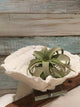 Extra Large Faux Airplant