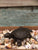 Cast Iron Turtle Hinged Box
