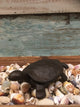 Cast Iron Turtle Hinged Box