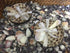Mother of Pearl Coconut Bowl with Shell Spoon