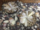 Mother of Pearl Coconut Bowl with Shell Spoon