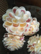 Shell Ball