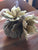 Terraccotta Sea Urchin Vase Medium